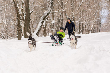 Dogs of the Husky breed ride the child on the sled in winter