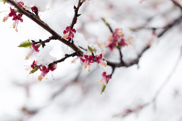 Snow on the trees in spring colors