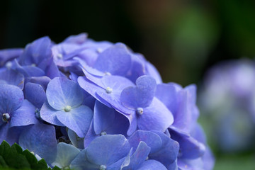 Spring scenes of blue and purple hydrangea blooming flowers in the garden with abstract green soft nature background and wallpaper