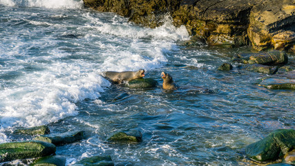 Sealion Fighting
