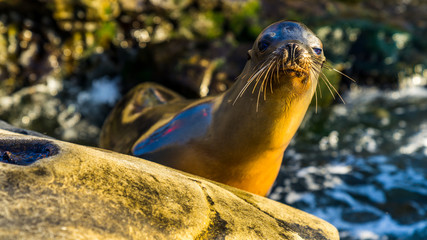 Sealion posing