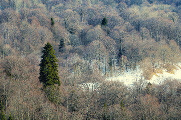 winter deciduous forest, with a single large green tree.