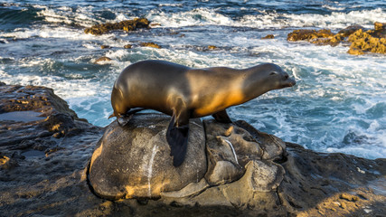 Sealion posing