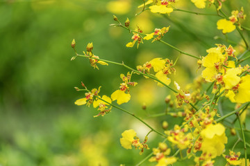 Spring scenes of yellow oncidium orchid branch in the garden with abstract green soft nature background and copy space wallpaper