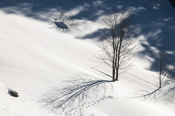 A tree without leaves standing in the snow and casts a beautiful shadow. Footprints in the snow. - obrazy, fototapety, plakaty