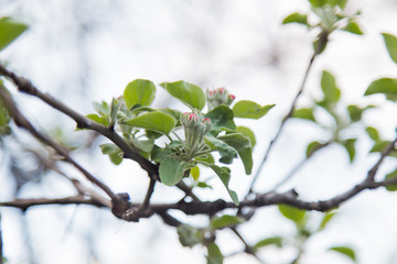 the opened buds on a tree branch