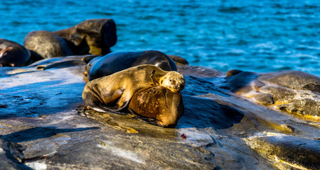 Sea Lions resting on cliffs, near La Jolla Beach, San Diego, California. December 2017.