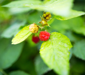 Juicy red berry raspberries in the garden