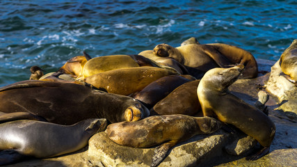 Sea lion resting on cliffs. San Diego, California, near La Jolla Beach.