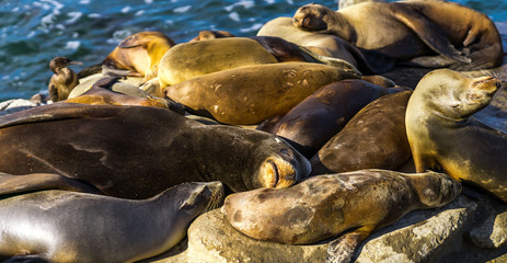 Sea lions resting on cliffs, right before the wave splashes them. San Diego, California, near La Jolla Beach
