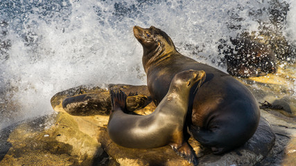 Sea lions family, resting on cliffs, right before the wave splashes them. San Diego, California, near La Jolla Beach