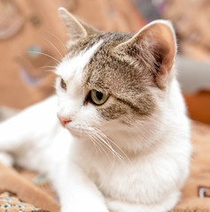 The cat is lying on the couch