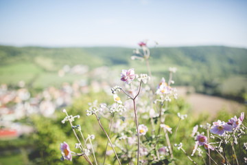 Blumen und Landschaft