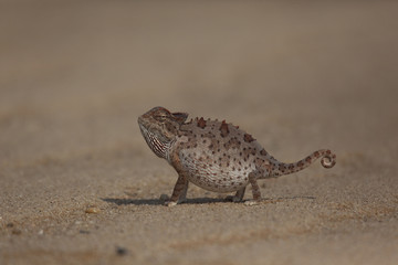 Namaqua Chameleon in the Namib Desert, Namibia. 