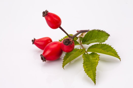 rose hip isolated
