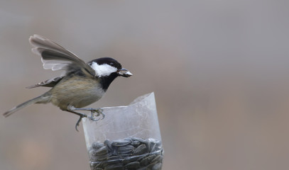 Coal tit grabbed sunflower seed at the feeder and now hold the balance by flapping his wings 
