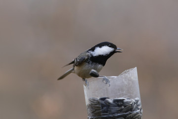 Coal tit grabbed the sunflower seed in the feeder but dropped it ....