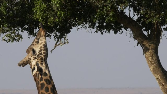 close up of a giraffe using its tongue to feed in masai mara game reserve, kenya