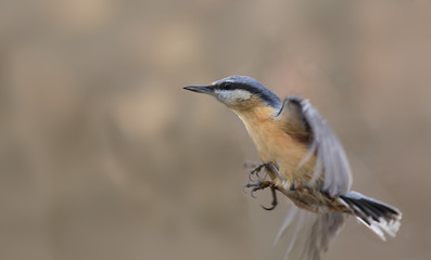 Nuthatch performs a Vertical takeoff