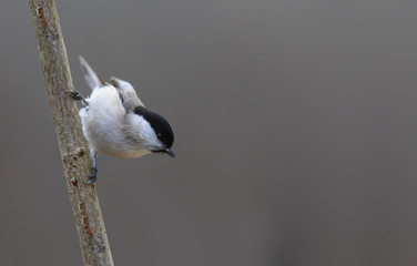 Small bird atricapillus  on a vertical branch