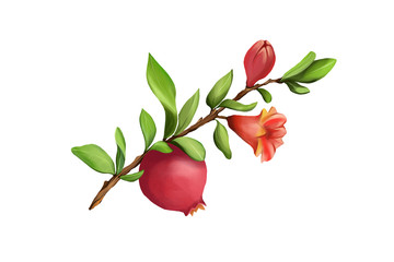 Illustration of a pomegranate fruit on a branch