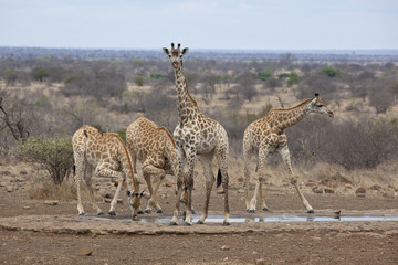 Four Southern Giraffe drinking at waterhole