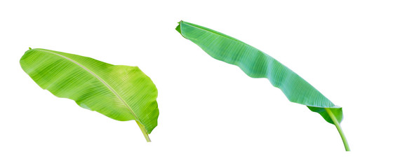 Two green banana leaf isolated on white background with clipping path.