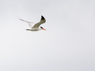seagull flying in the sky