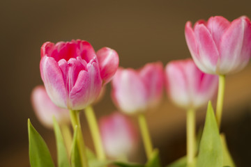 Beautiful pink tulips in spring