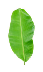 Obraz premium Green banana leaf isolated on white background with clipping path.