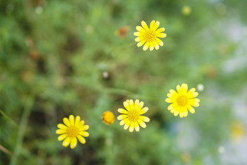 small macro yellow flowers garden
