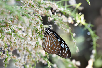 butterflies gatering for flower nectar