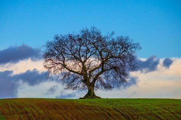 Quercia