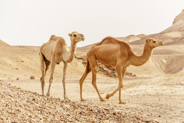 Group of dromedary camels walking in wild desert heat nature.