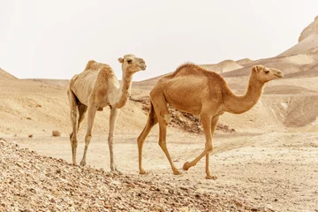 Fototapete Rund Group of dromedary camels walking in wild desert heat nature. © GotovyyStock