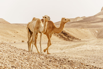 Group of dromedary camels walking in wild desert heat nature.
