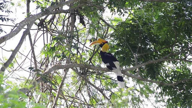 Great hornbill at Khao Yai national park, THAILAND