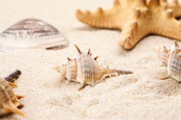 Empty seashells in sand on a beach