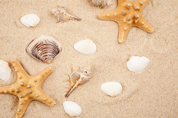Fototapeta na wymiar Seashells and starfish in sand on a beach