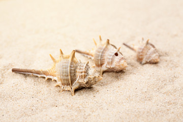 Fototapeta na wymiar Empty seashells in the sand on a beach