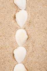 White seashells on a sand, macro shot