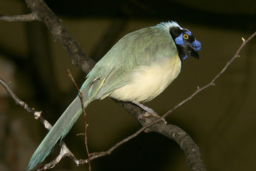 Fototapeta premium Grünhäher oder Inkahäher, Cyanocorax yncas