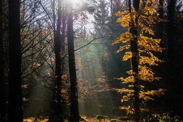 Herbstwald mit Sonneneinstrahlung