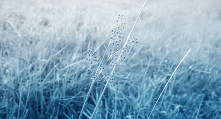 gray  grass flower and grass  fields winter, spring ,autumn nature  photo background