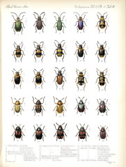 Illustration of beetles
