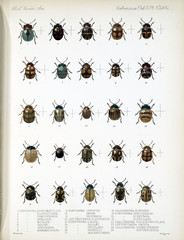 Illustration of beetles