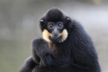 yellow cheeked gibbon