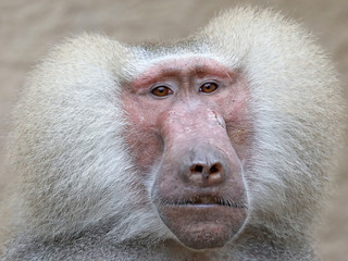 Adult Male Hamadryas Baboon
