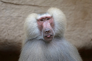 Adult Male Hamadryas Baboon