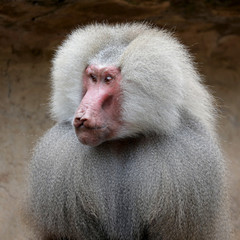 Adult Male Hamadryas Baboon